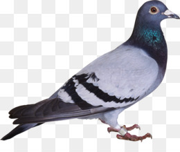 Pigeon